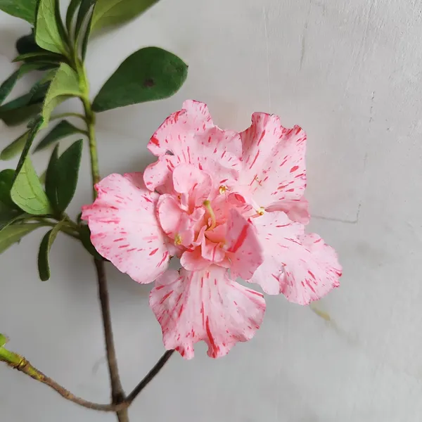 Pink_Speckled_Azalea_Flowering_Plant__Ornamental_Shrub