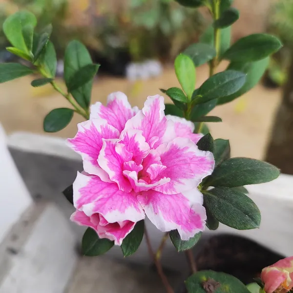 Pink_&_White_Azalea_Flowering_Plant(Double_Bloom)_for_Home_Garden_Pack_Of_-_1