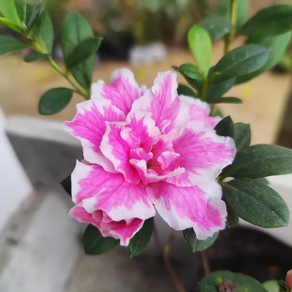 Pink_&_White_Azalea_Flowering_Plant(Double_Bloom)_for_Home_Garden_Pack_Of_-_1