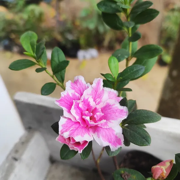 Pink_&_White_Azalea_Flowering_Plant(Double_Bloom)_for_Home_Garden_Pack_Of_-_1