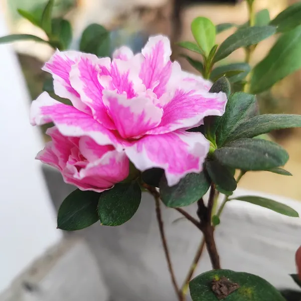 Pink_&_White_Azalea_Flowering_Plant(Double_Bloom)_for_Home_Garden_Pack_Of_-_1