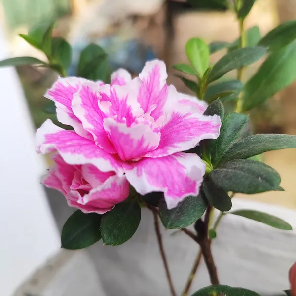 Pink_&_White_Azalea_Flowering_Plant(Double_Bloom)_for_Home_Garden_Pack_Of_-_1