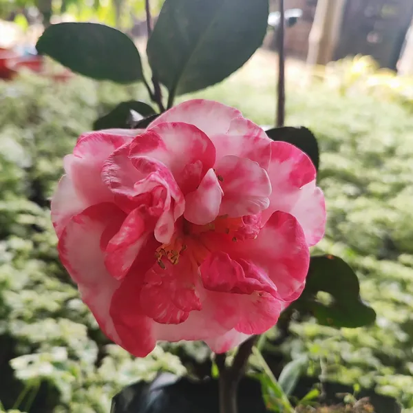 Pink_&_White_Variegated_Camellia_Flowering_Plant_(Camellia_japonica)