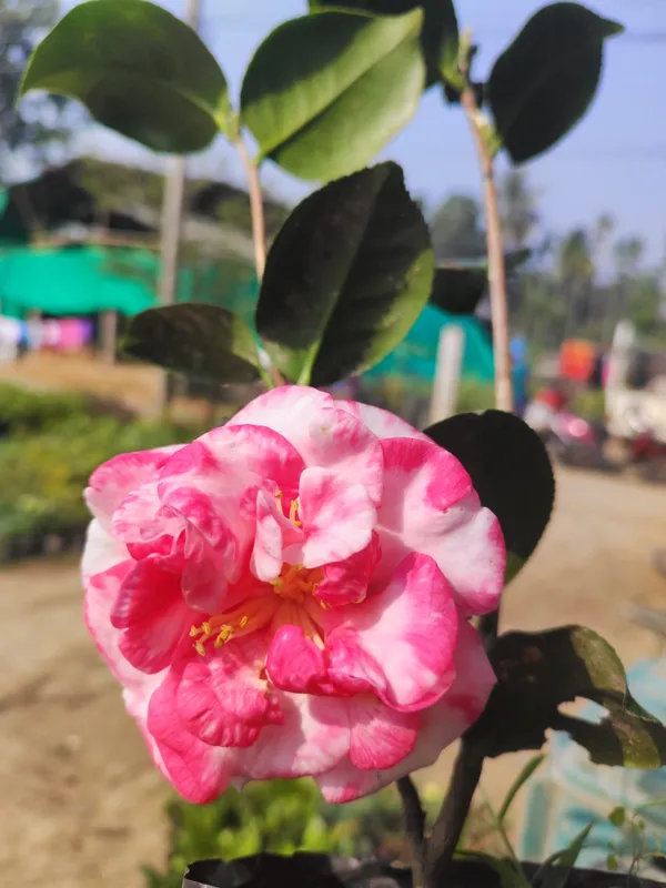 Pink_&_White_Variegated_Camellia_Flowering_Plant_(Camellia_japonica)