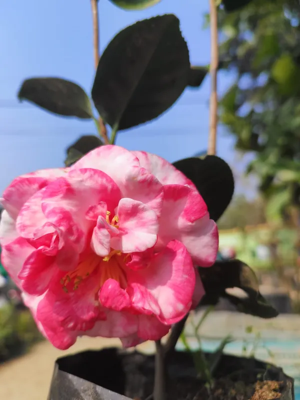Pink_&_White_Variegated_Camellia_Flowering_Plant_(Camellia_japonica)