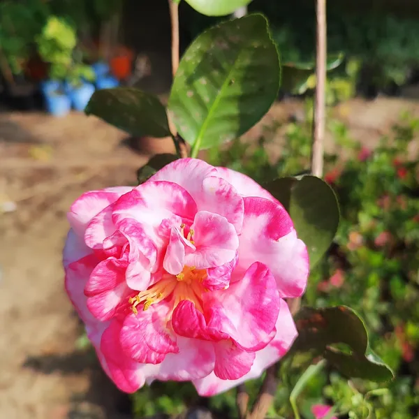 Pink_&_White_Variegated_Camellia_Flowering_Plant_(Camellia_japonica)