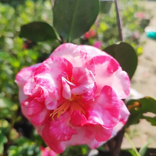 Pink_&_White_Variegated_Camellia_Flowering_Plant_(Camellia_japonica)