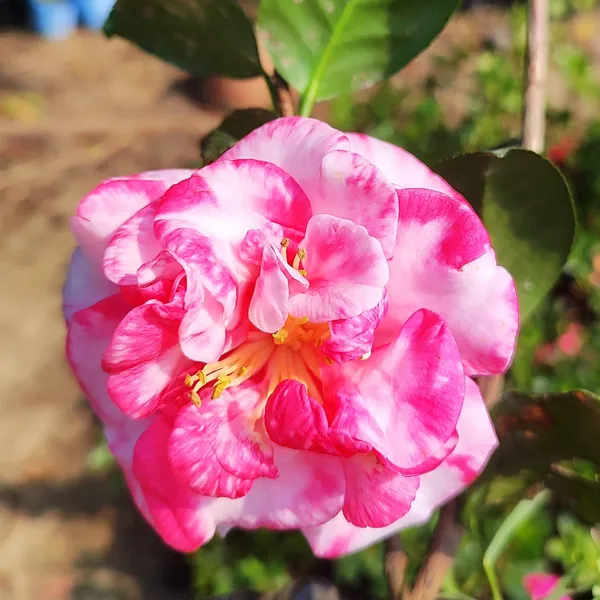Pink_&_White_Variegated_Camellia_Flowering_Plant_(Camellia_japonica)