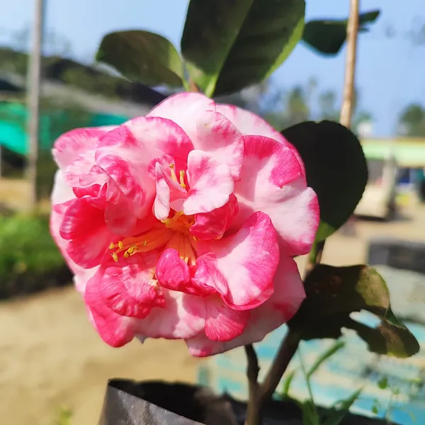 Pink_&_White_Variegated_Camellia_Flowering_Plant_(Camellia_japonica)