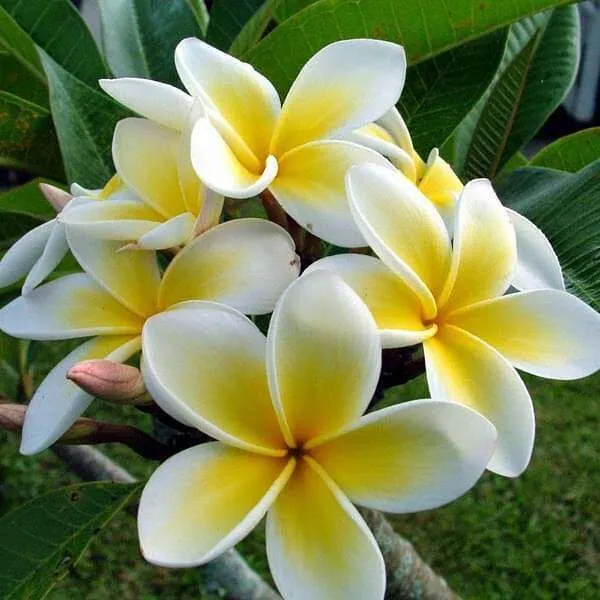 Plumeria_Plant_(Hybrid)_For_Indoor_&_Outdoor_With_Pot