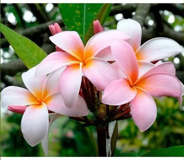 Plumeria_Plant_(Hybrid)_For_Outdoor_With_Grow_Bag