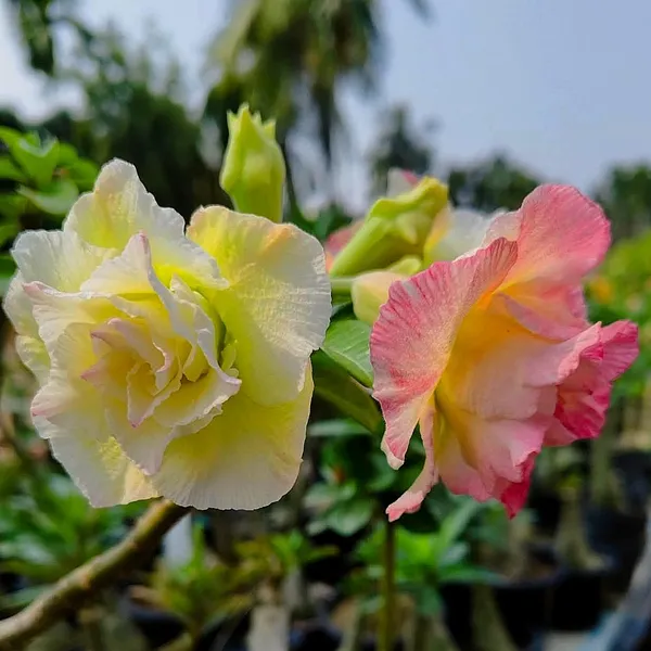 Premium_Double_Petal_Desert_Rose_(Adenium)__Pink_&_White_Hybrid_Plant_Pack_Of_-_1