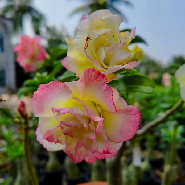 Premium_Double_Petal_Desert_Rose_(Adenium)__Pink_&_White_Hybrid_Plant_Pack_Of_-_1