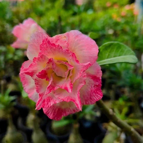 Premium_Double_Petal_Desert_Rose_(Adenium)__Pink_&_White_Hybrid_Plant_Pack_Of_-_1