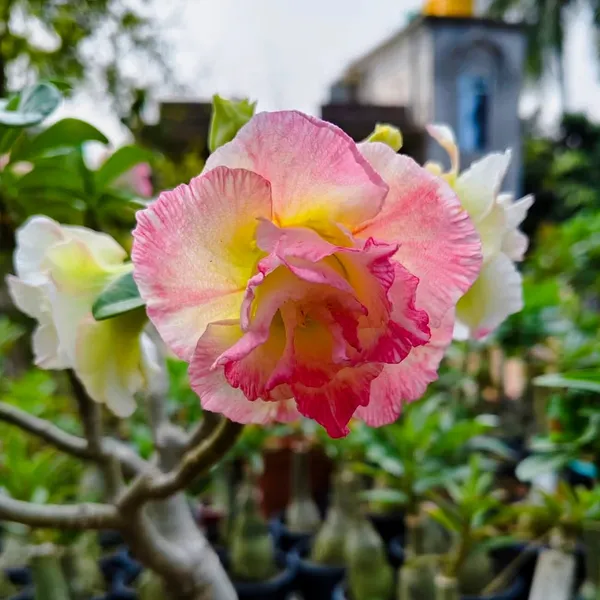 Premium_Double_Petal_Desert_Rose_(Adenium)__Pink_&_White_Hybrid_Plant_Pack_Of_-_1