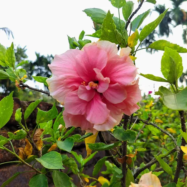 Premium_Double_Pink_Hibiscus__Live_Flowering_Plant_for_Home_&_Garden