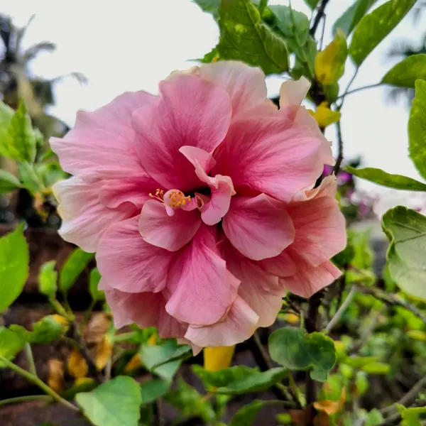 Premium_Double_Pink_Hibiscus__Live_Flowering_Plant_for_Home_&_Garden