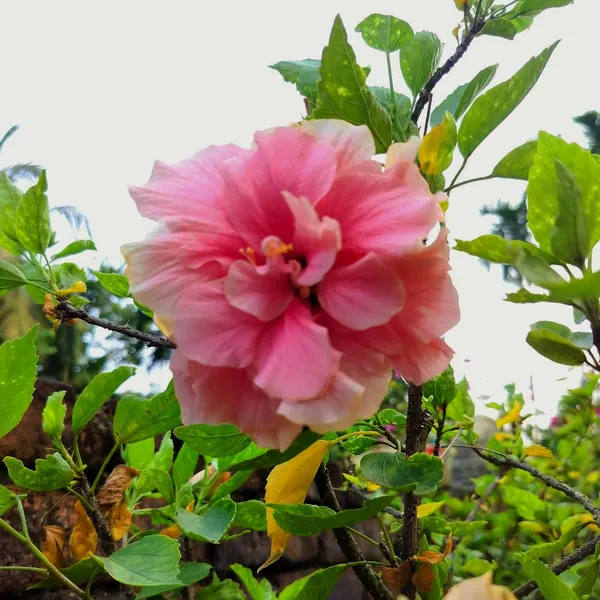 Premium_Double_Pink_Hibiscus__Live_Flowering_Plant_for_Home_&_Garden
