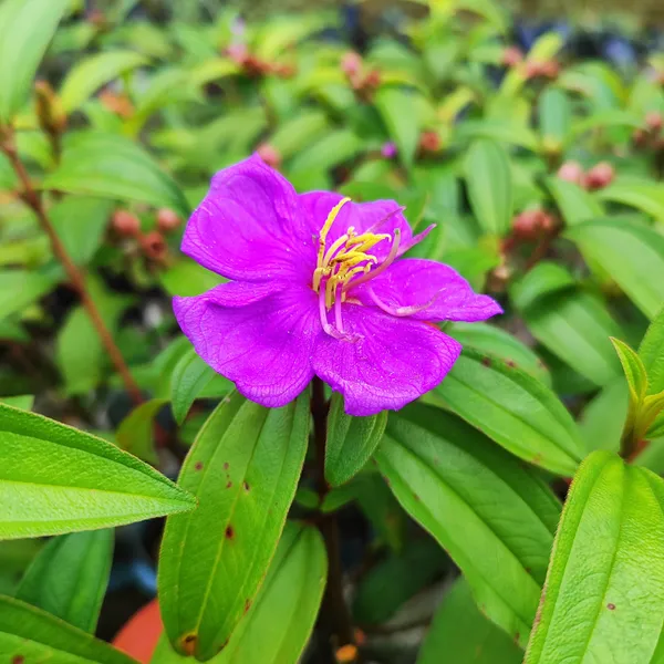 Purple_Melastoma_Flower_Plant_Exotic_Tropical_Garden_Beauty