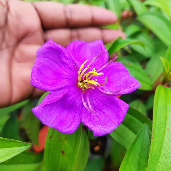 Purple_Melastoma_Flower_Plant_Exotic_Tropical_Garden_Beauty