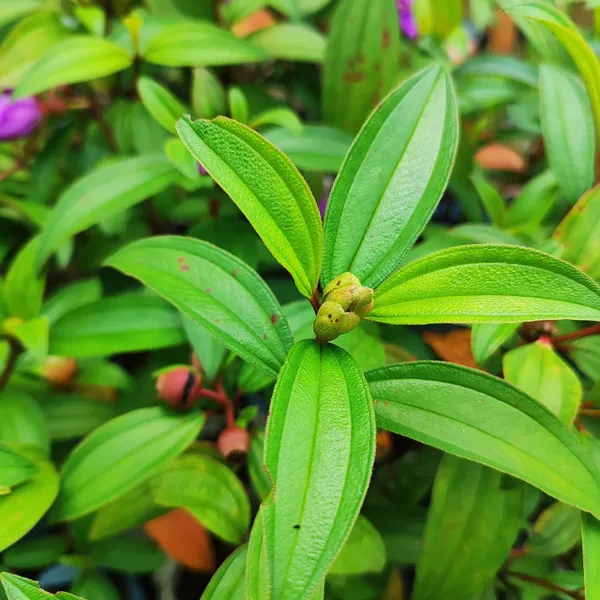 Purple_Melastoma_Flower_Plant_Exotic_Tropical_Garden_Beauty
