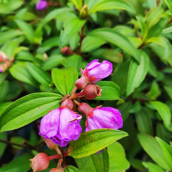 Purple_Melastoma_Flower_Plant_Exotic_Tropical_Garden_Beauty