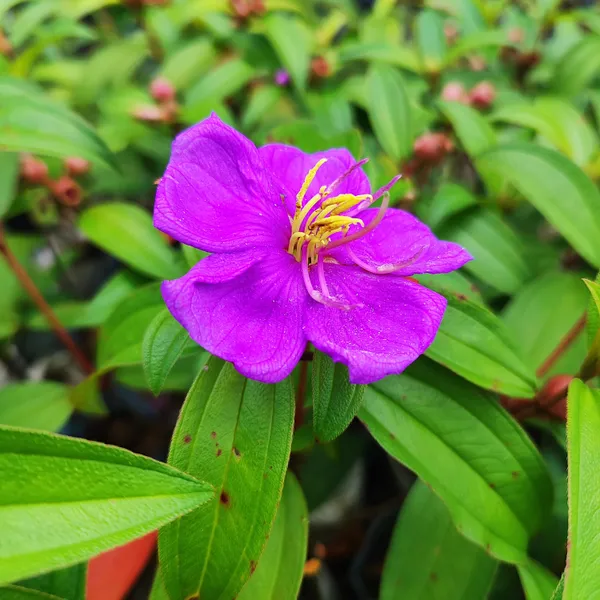 Purple_Melastoma_Flower_Plant_Exotic_Tropical_Garden_Beauty