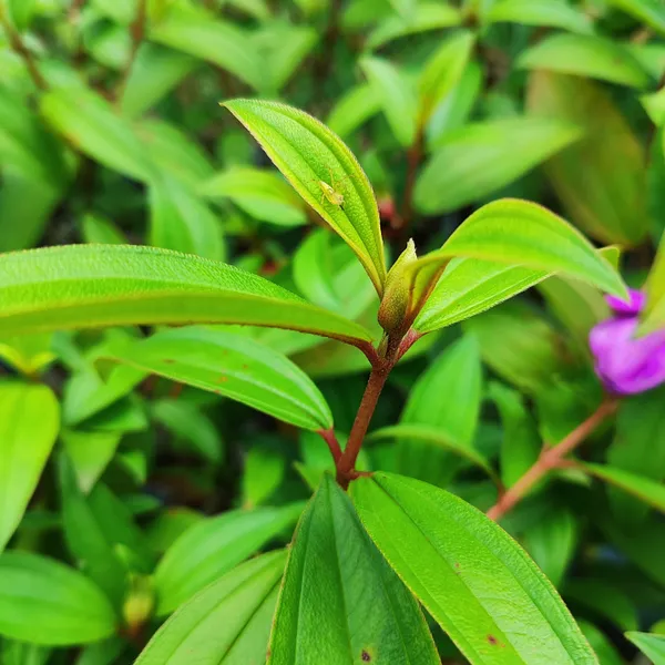 Purple_Melastoma_Flower_Plant_Exotic_Tropical_Garden_Beauty
