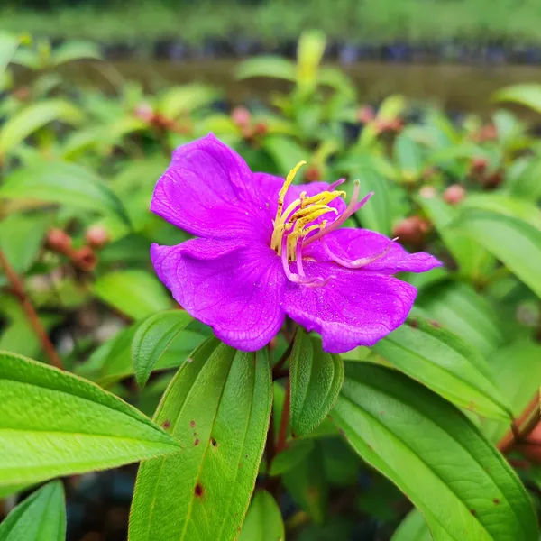 Purple_Melastoma_Flower_Plant_Exotic_Tropical_Garden_Beauty