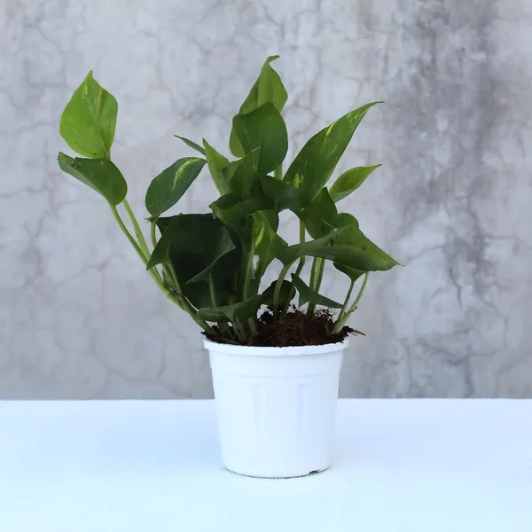Money_Plant_(Hybrid)_For_Indoor_&_Outdoor_With_Grow_Bag