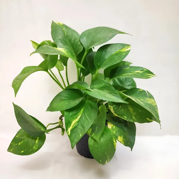 Money_Plant_(Hybrid)_For_Indoor_&_Outdoor_With_Grow_Bag