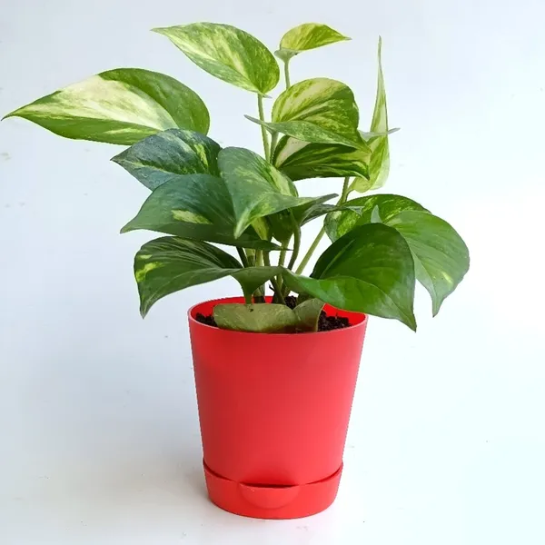 Money_Plant_(Hybrid)_For_Indoor_&_Outdoor_With_Grow_Bag