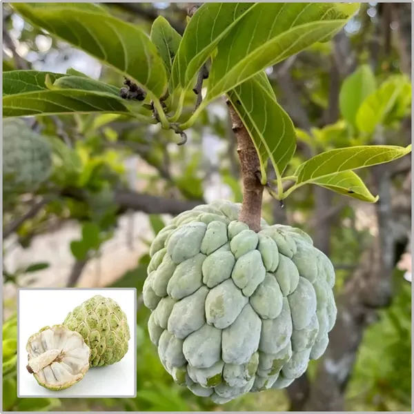 Custard_Apple_|_Sitafal_Plant_(Hybrid)_For_Outdoor_With_Grow_Bag