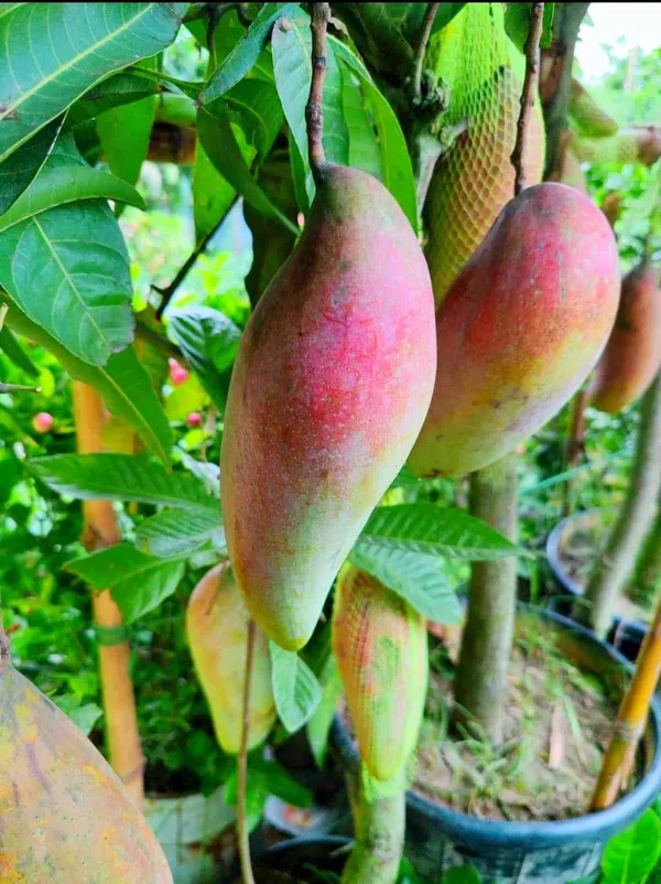 Red_Ivory_Mango_Plant_(Indian_Grafted)_For_Outdoor_With_Grow_Bag