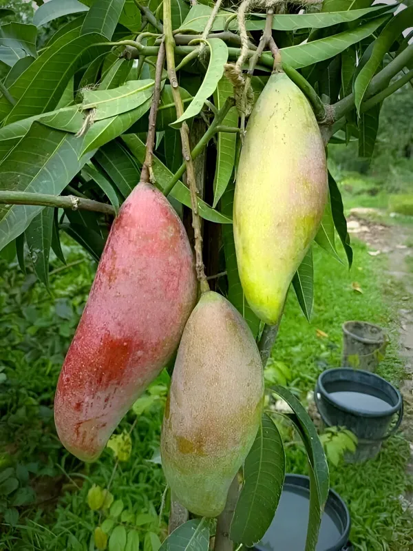 Red_Ivory_Mango_Plant_(Indian_Grafted)_For_Outdoor_With_Grow_Bag