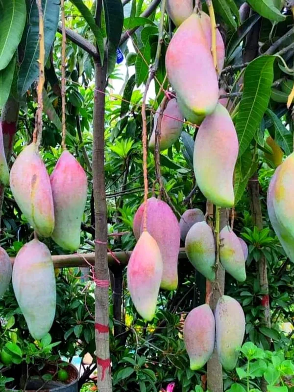 Red_Ivory_Mango_Plant_(Indian_Grafted)_For_Outdoor_With_Grow_Bag