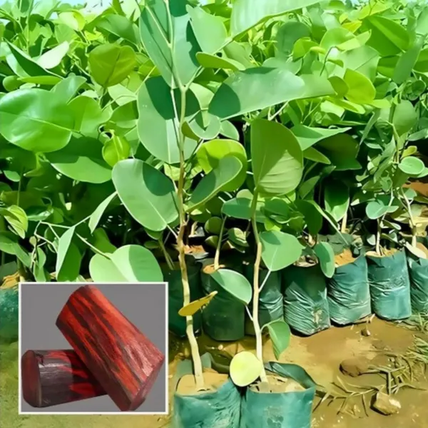 Red_Chandan_|_Sandalwood_Plant_(Hybrid)_For_Outdoor_With_Grow_Bag