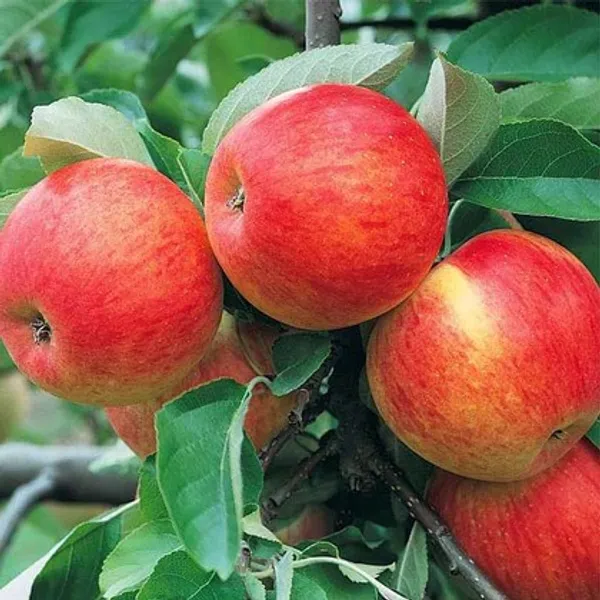 Apple_Plant_Exotic_Varity_(Hybrid)_For_Indoor_&_Outdoor_With_Grow_Bag