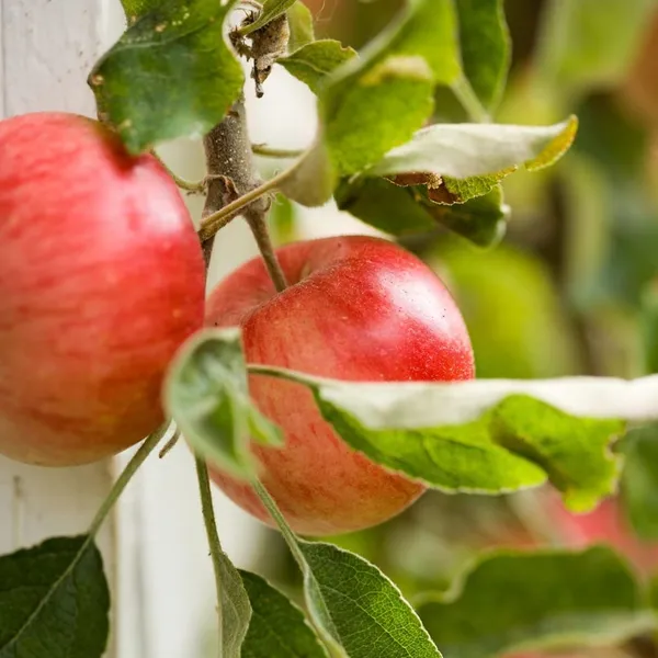 Apple_Plant_Exotic_Varity_(Hybrid)_For_Indoor_&_Outdoor_With_Grow_Bag