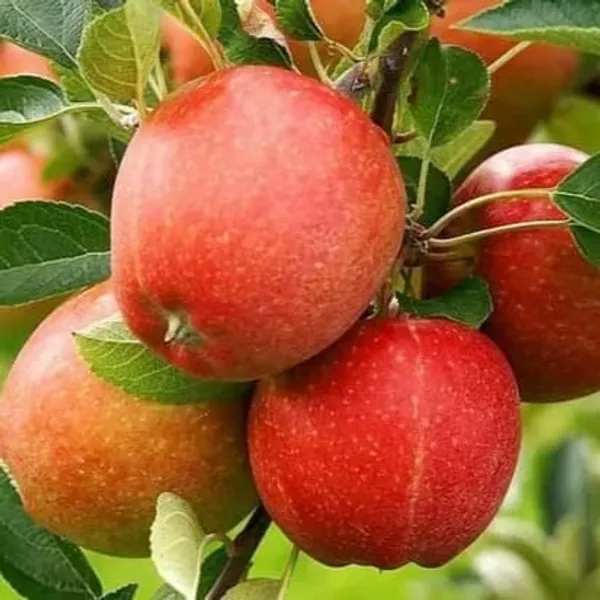 Apple_Plant_Exotic_Varity_(Hybrid)_For_Indoor_&_Outdoor_With_Grow_Bag