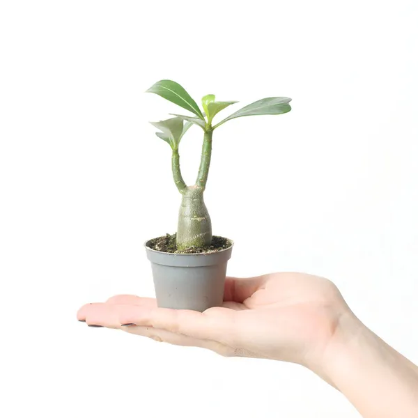 Adenium_Plant_(Hybrid)_For_Indoor_&_Outdoor_With_Grow_Bag
