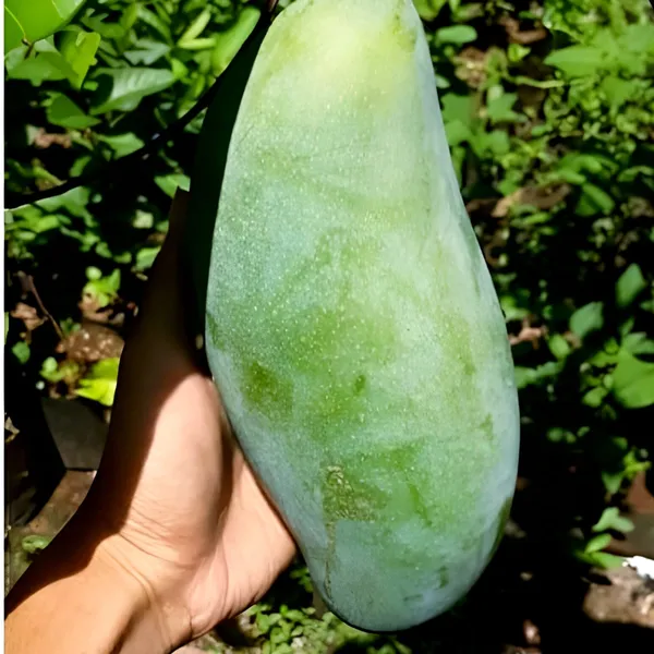 Noorjahan_Mango_Plant_(Hybrid)_For_Indoor_&_Outdoor_With_Grow_Bag