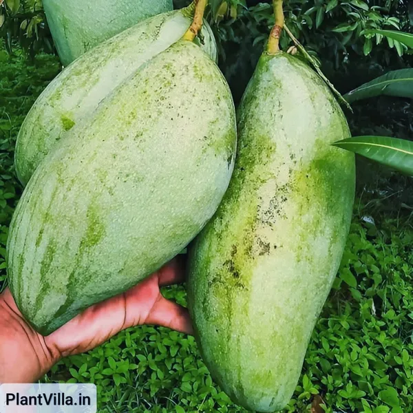 Noorjahan_Mango_Plant_(Hybrid)_For_Indoor_&_Outdoor_With_Grow_Bag