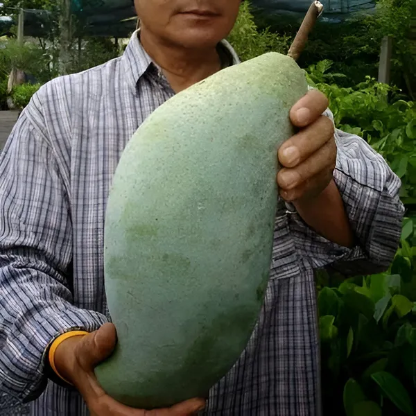 Noorjahan_Mango_Plant_(Hybrid)_For_Indoor_&_Outdoor_With_Grow_Bag