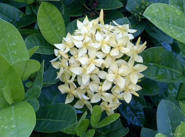 Ixora_Mini_Red_Flowering_Plant_(Hybrid)_For_Indoor_&_Outdoor_With_Grow_Bag