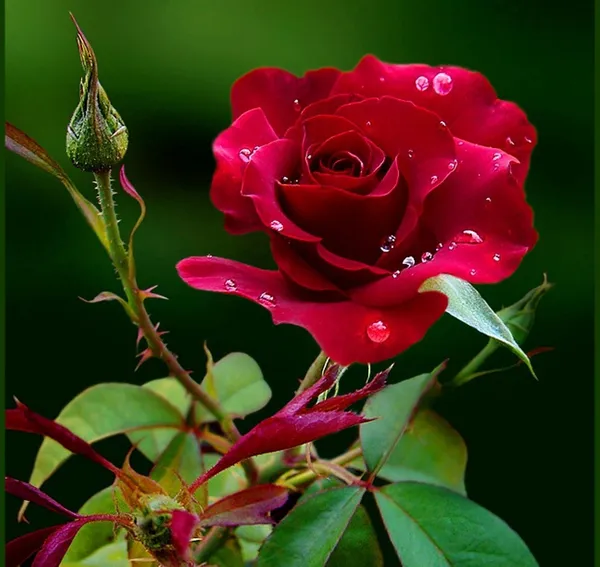 Rose_Plant_(Hybrid)_For_Indoor_&_Outdoor_With_Grow_Bag