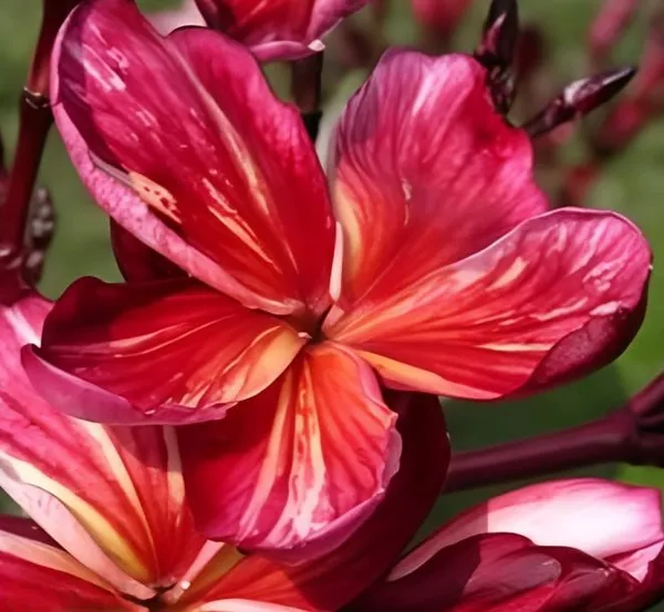Plumeria_Plant_(Hybrid)_For_Outdoor_With_Grow_Bag