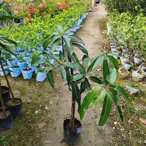 Palmar_Mango_Plant_Grafted_(3-4_Feet_Hight_2.5_Years_Old_Plant_)_For_Indoor_&_Outdoor_With_Grow_Bag