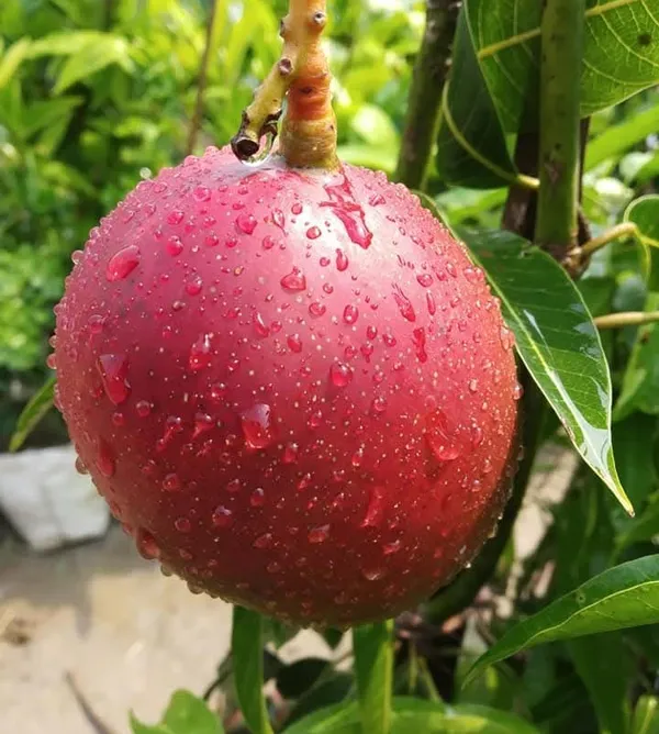 Palmar_Mango_Plant_Grafted_(3-4_Feet_Hight_2.5_Years_Old_Plant_)_For_Indoor_&_Outdoor_With_Grow_Bag
