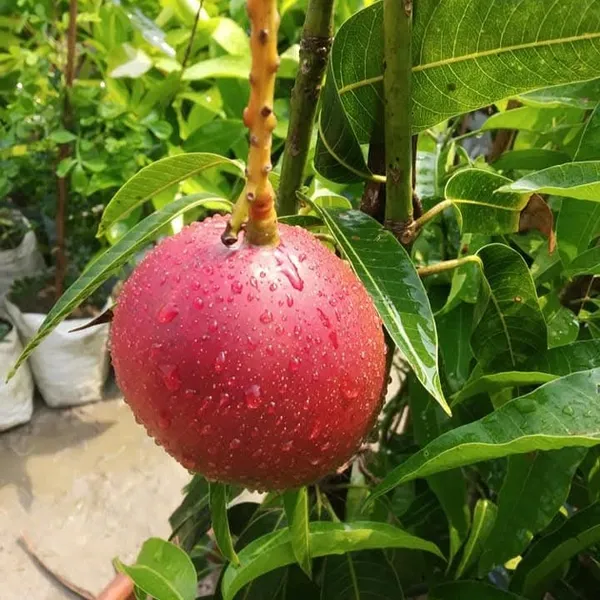 Palmar_Mango_Plant_Grafted_(3-4_Feet_Hight_2.5_Years_Old_Plant_)_For_Indoor_&_Outdoor_With_Grow_Bag
